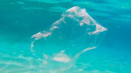 塑料杯中的虫食革命 以生物科技终结白色污染